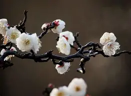 梅因茨05摆脱低迷，寻找反击机会