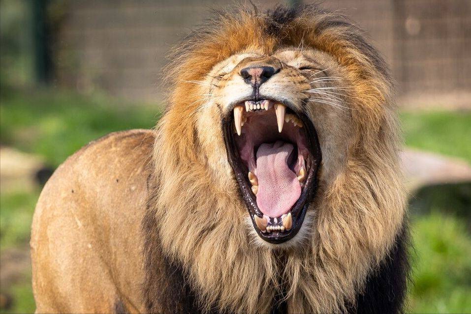 灰狼与灰熊狭路相逢,比赛中气氛异常紧张 灰狼与灰熊狭路相逢,比赛中气氛异常紧张